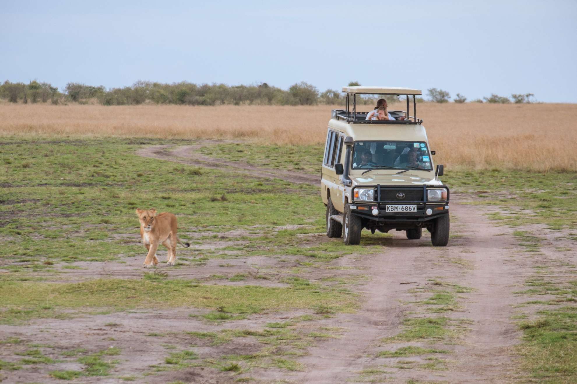 Ngorongoro